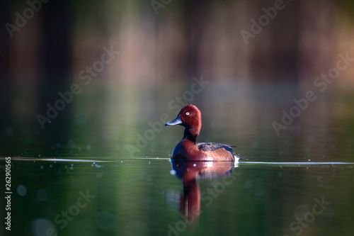 Swimming duck. Nature water background. Bird: Ferruginous Duck. Aythya nyroca. photo