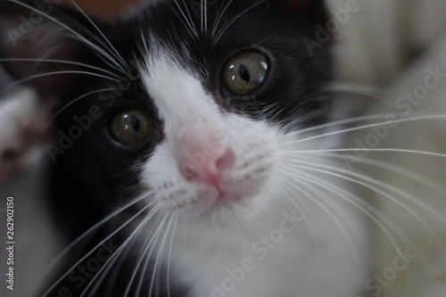 portrait of a baby cat