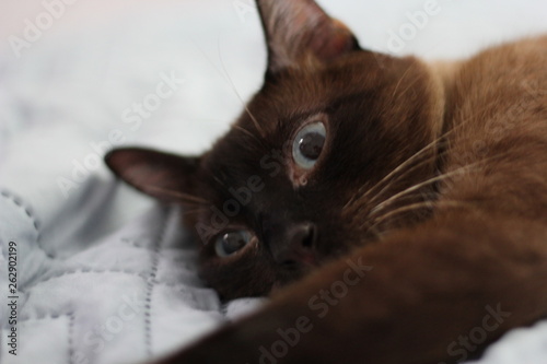 portrait of a baby cat