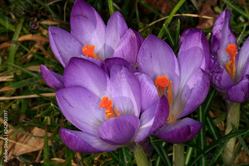 Crocus flower (Croccus albiflorus Kit.) photo