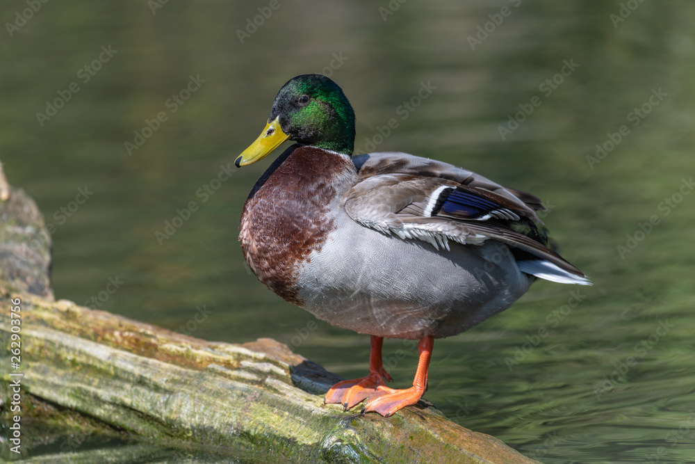 Mallard Duck (Anas platyrhynchos) Mallard Duck (Anas platyrhynchos)