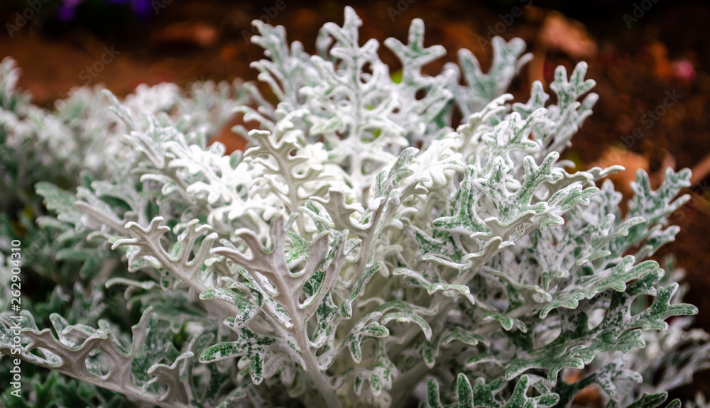 Dusty Miller Flower Dusty Miller Flower