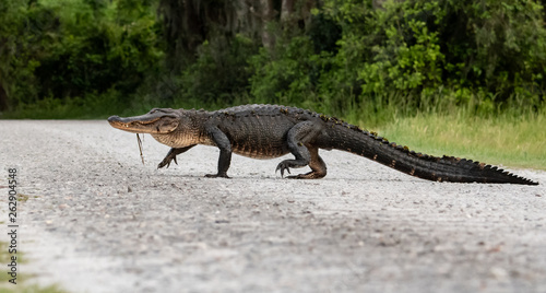 Alligator © Harry Collins