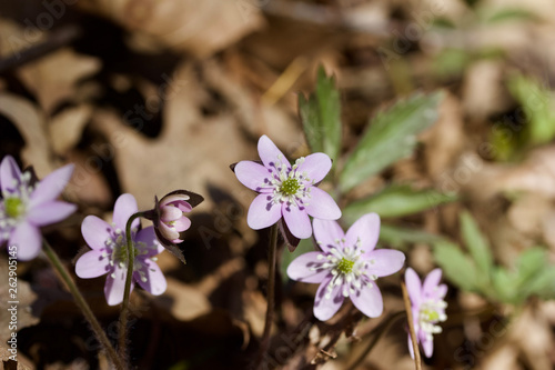 Anemone (hepatica) wildflowers blooming in their natural woodland habitat in springtime