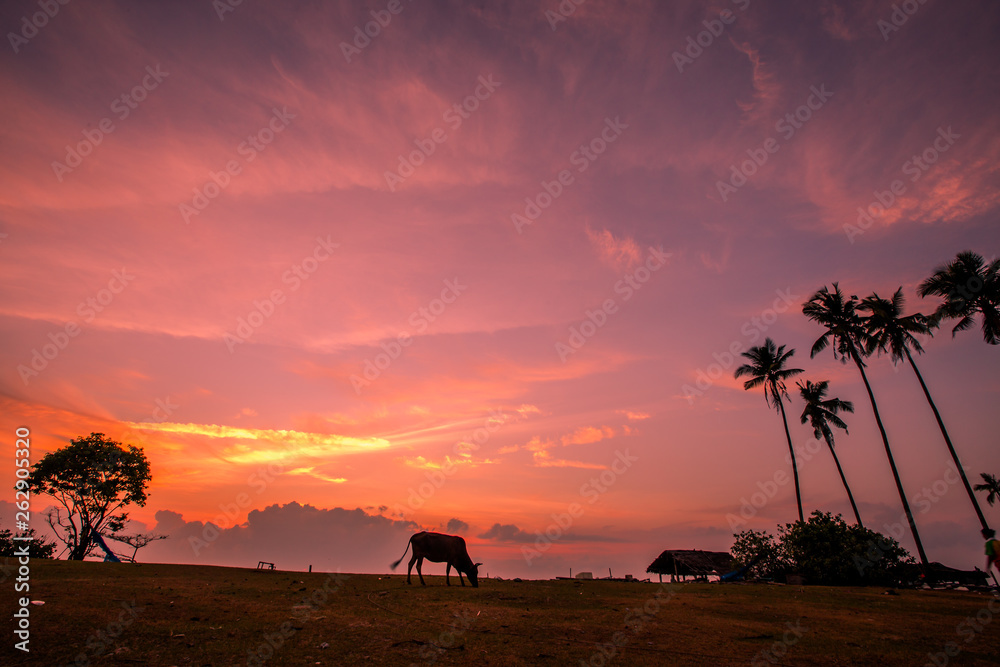 The background of the morning sunrise by the sea, with cows grazing and the twilight sky, blurred through the wind and a beautiful seaside tree