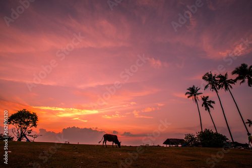 The background of the morning sunrise by the sea, with cows grazing and the twilight sky, blurred through the wind and a beautiful seaside tree © bangprik