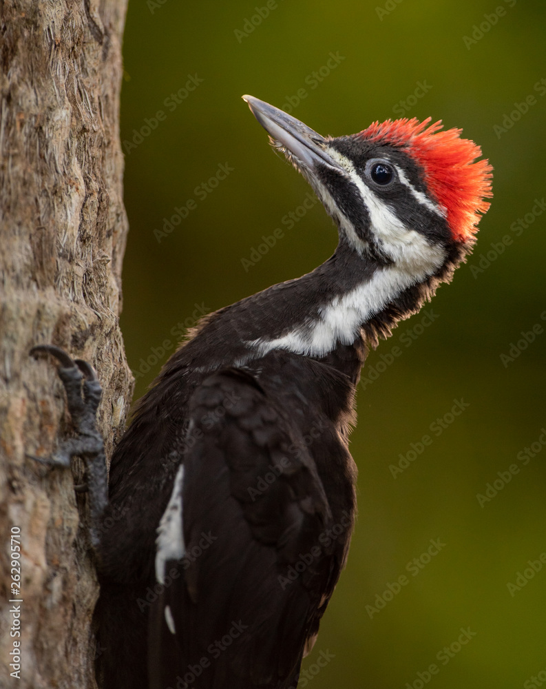 Fototapeta premium Pileated Woodpecker 