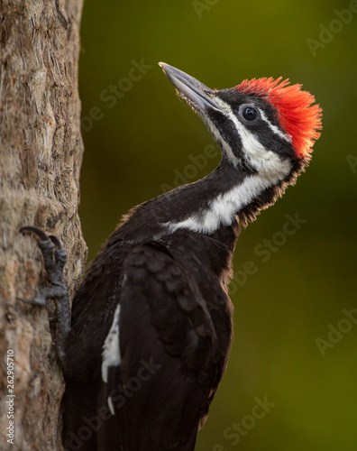 Pileated Woodpecker  © Harry Collins