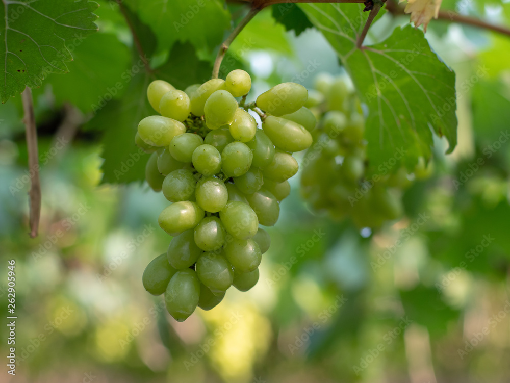 Vine and bunch of green grapes at a vineyard. clusters of green grapes on a branch 