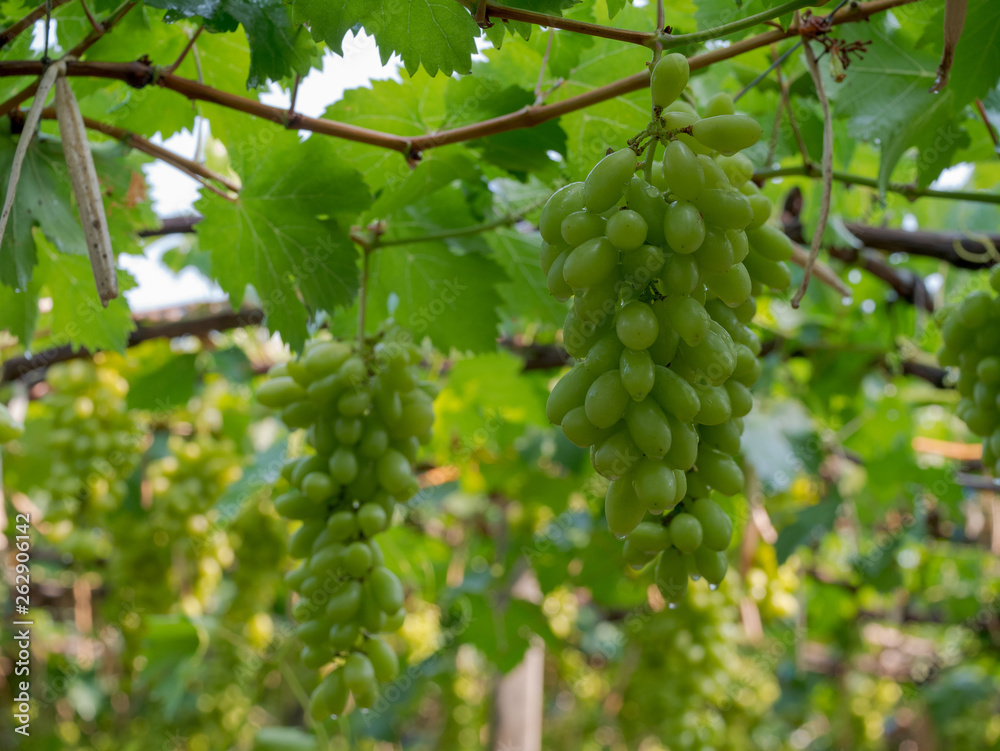 Vine and bunch of green grapes at a vineyard. clusters of green grapes on a branch Vine and bunch of green grapes at a vineyard. clusters of green grapes on a branch