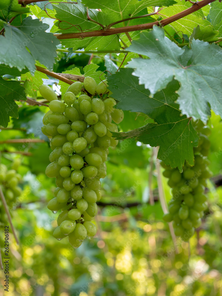 Vine and bunch of green grapes at a vineyard. clusters of green grapes on a branch Vine and bunch of green grapes at a vineyard. clusters of green grapes on a branch