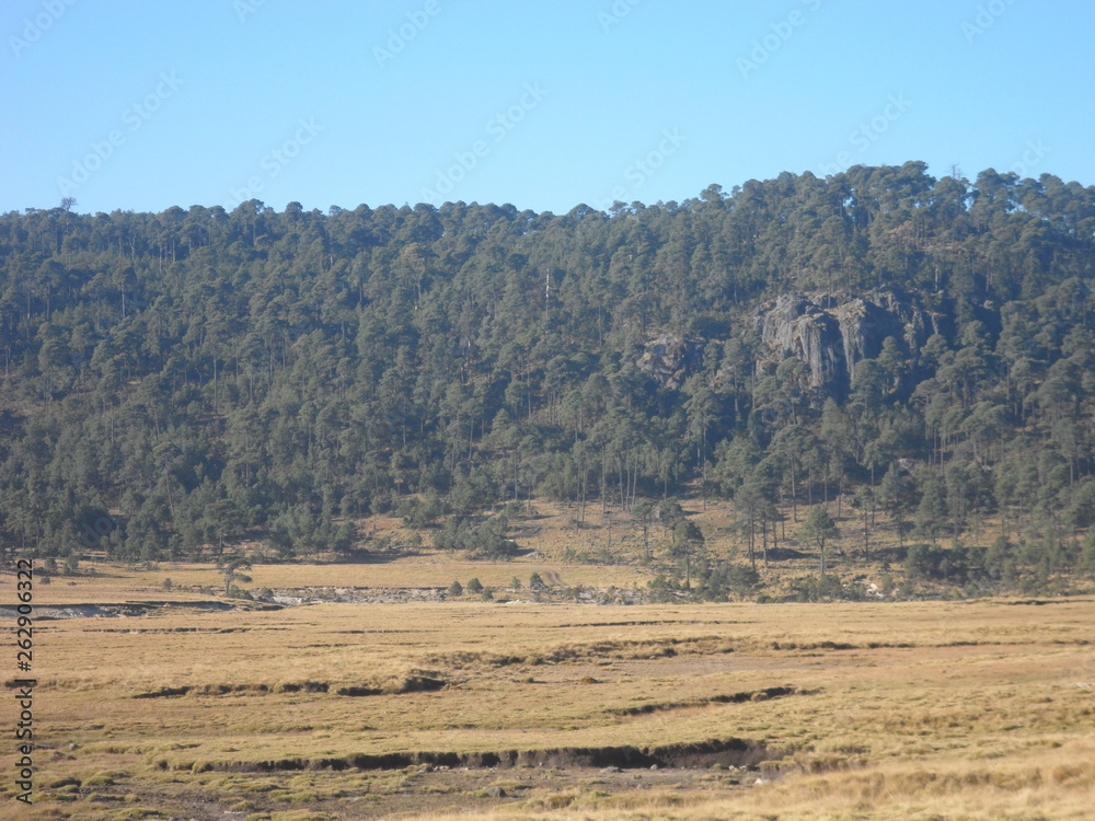 Obraz premium Bosque altiplano otomie