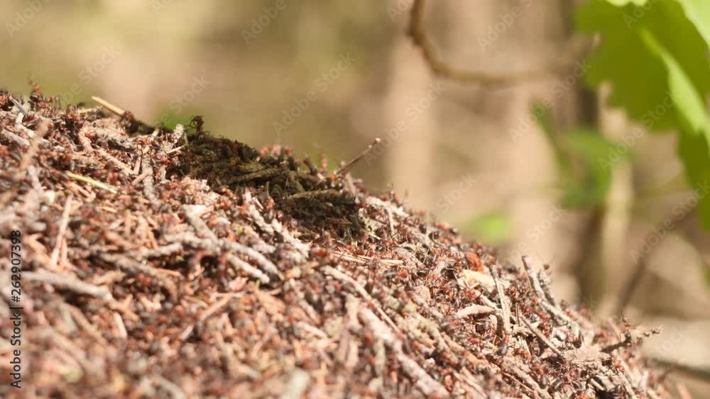 Large anthill with colony of red ants under the oak tree branch in summer sunshine forest on background in slow motion close up 4K video. Large anthill with colony of red ants under the oak tree branch in summer sunshine forest on background in slow motion close up 4K video.