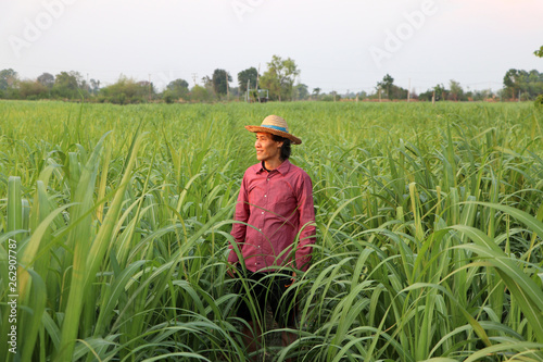 Man farmer standing in the sugarcane farm and wearing a straw hat.