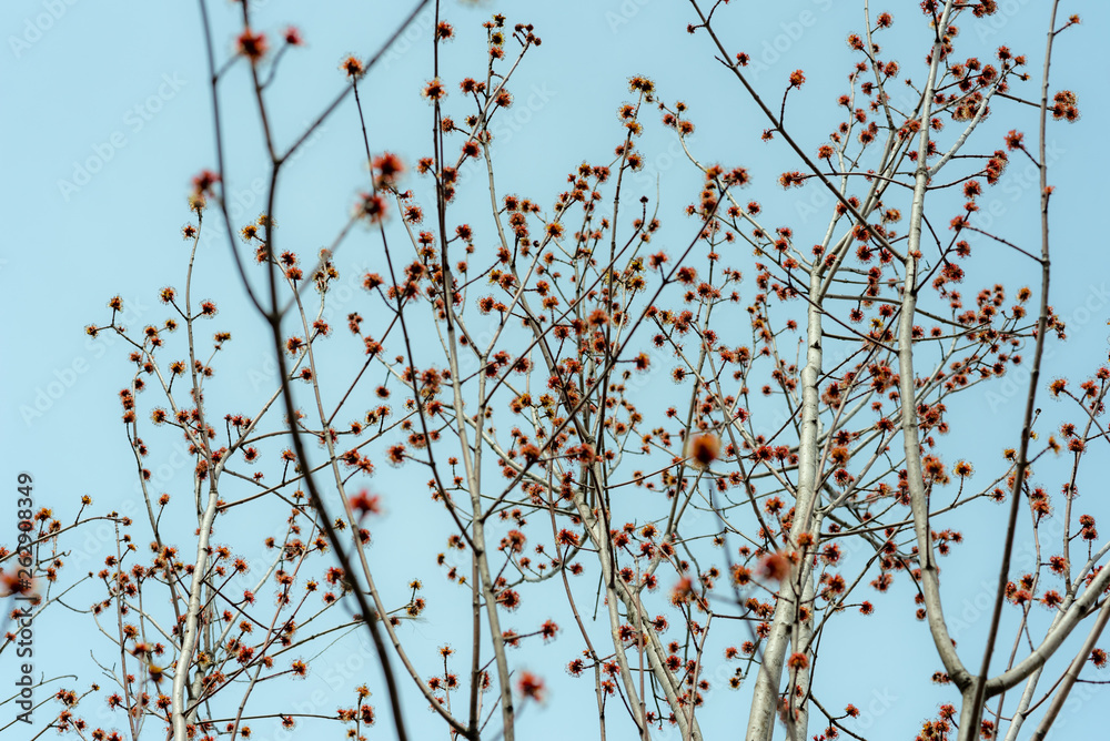 branches full of flowers blossomed in spring, dreamlike landscape branches full of flowers blossomed in spring, dreamlike landscape