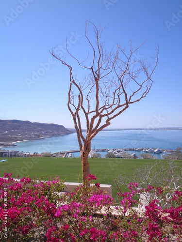 Árbol viendo el Mar