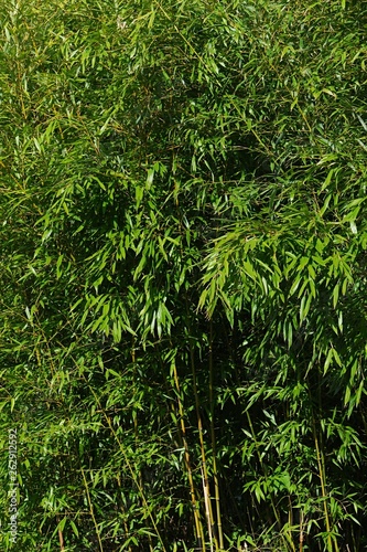 Foliage of mature Phyllostachys bamboo plants with typical leaves, spring afternoon sunshine