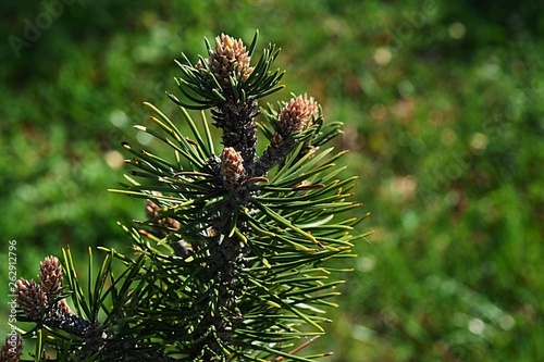 Branch tip of coniferous tree Dwarf Mountain Pine, also called Creeping Pine, latin name Pinus Mugo, cultivar Turra Colombo, in spring afternoon sunshine photo