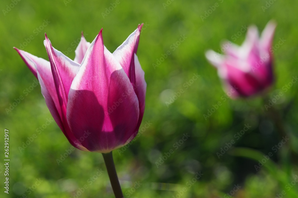 Pink tulip flowers with spiky petals and white edges, Claudia hybrid kind, sunbathing in late spring afternoon sunshine. Pink tulip flowers with spiky petals and white edges, Claudia hybrid kind, sunbathing in late spring afternoon sunshine.
