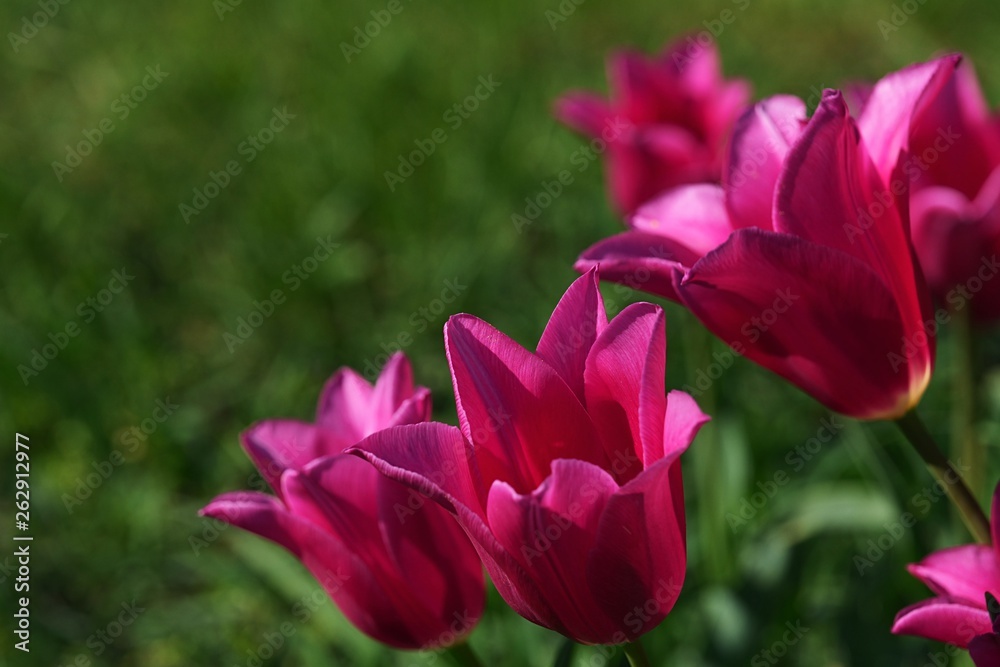 Satin-rose to pink coloured tulip flowers of Mariette kind, also called Lily-flowered tulip, sunbathing in afternoon sunshine., green lawn background. 