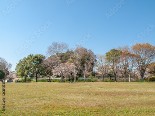 公園の桜_2