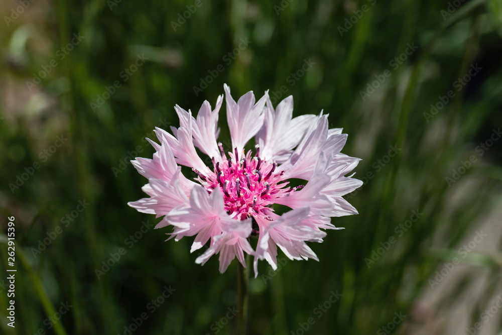 A pink cornflower in the garden