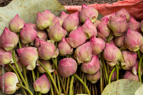 lotus flowers background