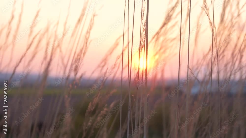 Tall glass blows in the wind while the sun sets. Tall glass blows in the wind while the sun sets.