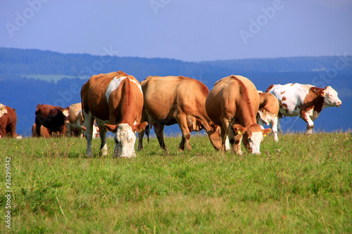 Simmental cattle herd on the pasture, Germany photo