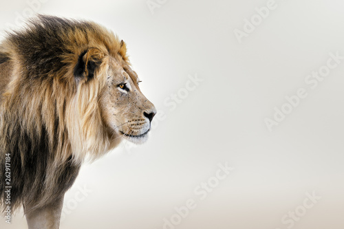 Male lion from the Kgalagadi desert facial portrait in fine art. Panthera leo