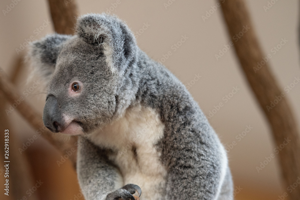 Fototapeta premium Koala Bear or Phascolarctos cinereus,