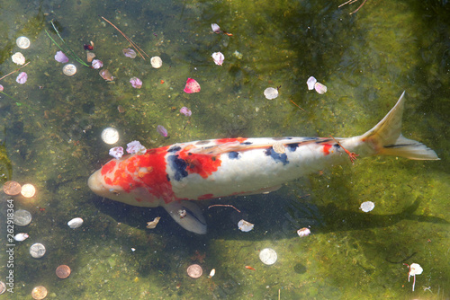 Quadro em tela Koi or more specifically nishikigoi, a colored varieties of Amur carp that are kept for decorative purposes in outdoor koi ponds or water gardens