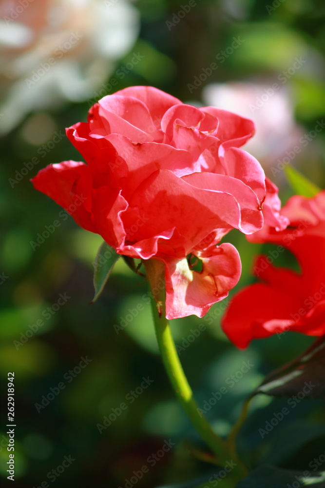Beautiful rose on trees blooming in the garden Beautiful rose on trees blooming in the garden