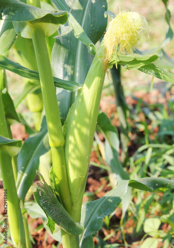 Obraz premium Corn in the field during maturation. Growing corn