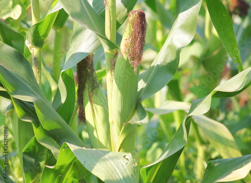 Corn in the field during maturation. Growing young corn