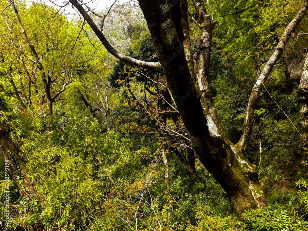 Obraz premium the trees in the valley