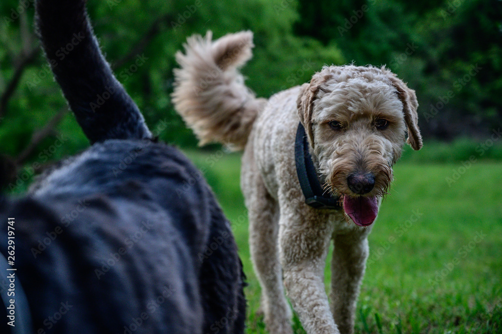 Two dogs playing in the field - Black lab and labradoodle
