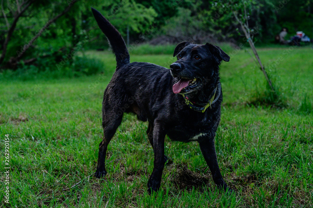 Two dogs playing in the field - Black lab and labradoodle Two dogs playing in the field - Black lab and labradoodle