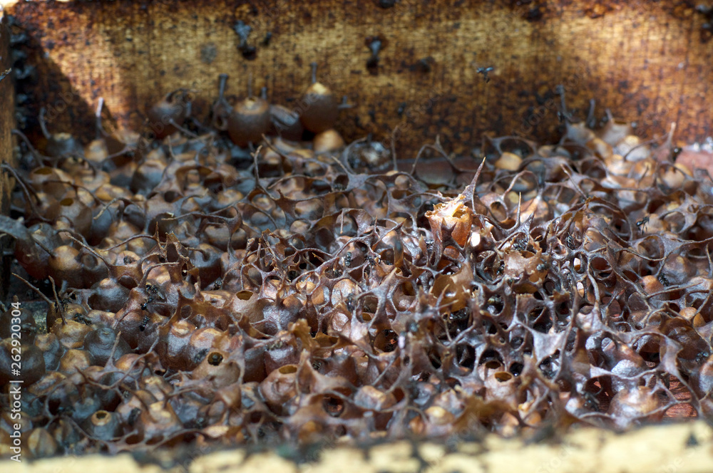 stingless bees hive stingless bees hive