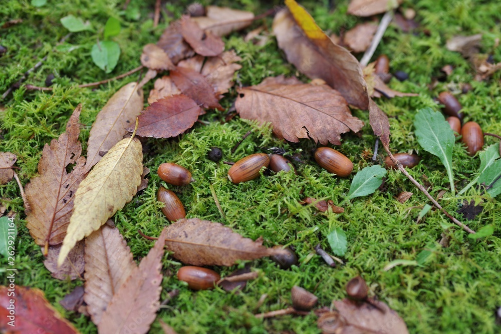 苔の上のどんぐりと落ち葉 苔の上のどんぐりと落ち葉