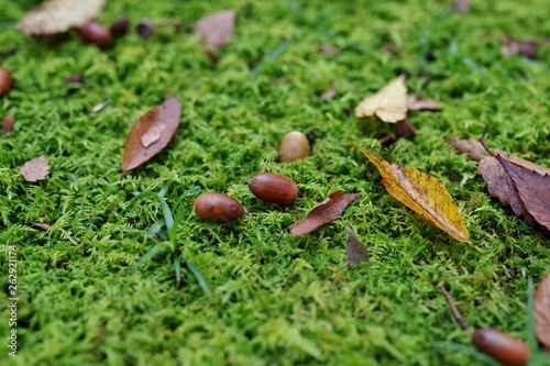 苔の上のどんぐりと落ち葉 © goro20