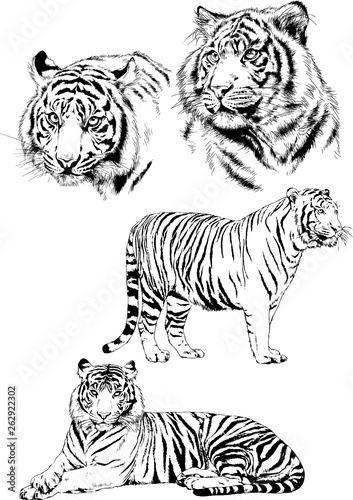set of vector drawings on the theme of predators tigers are drawn by hand with ink tattoo logos 