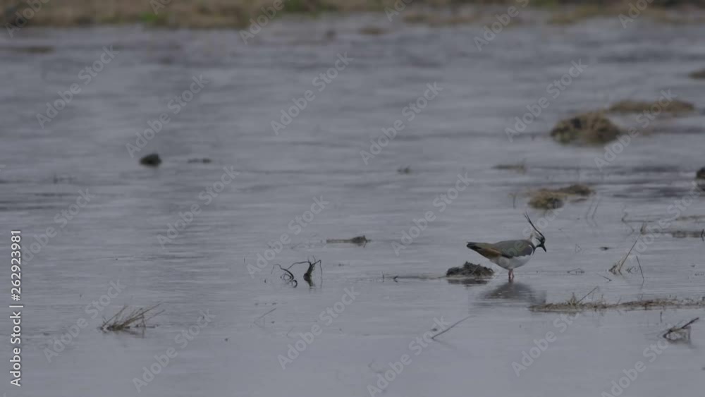 Lapwing in shallow water looking for food earthworms Lapwing in shallow water looking for food earthworms