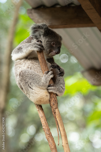 Photography Koala Bears or Phascolarctos cinereus, clinging to top of tree branch with green
