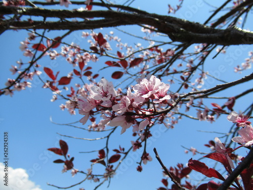 Springtime - Blue sky and flower