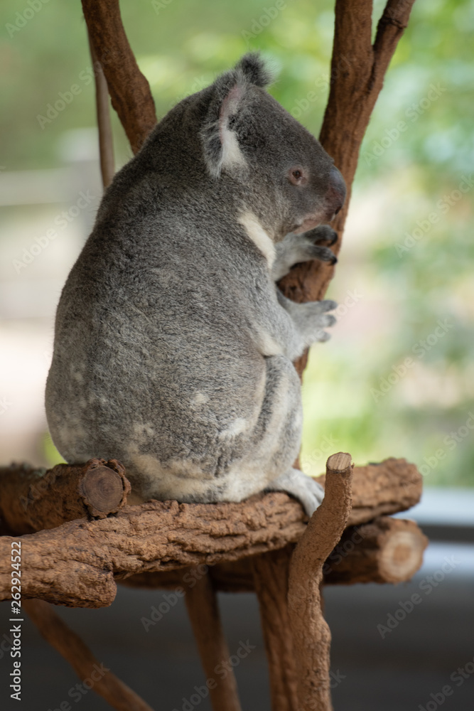 Fototapeta premium Koala Bears or Phascolarctos cinereus, sitting on branch with back to camera