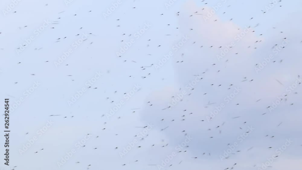 insect swarm flying through the air insect swarm flying through the air