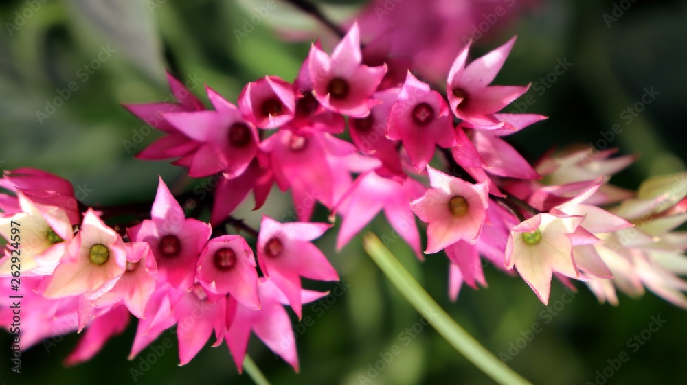 Fototapeta premium Exotic pink tropical flowers closeup in soft light airy spray of small blooms in spring light.