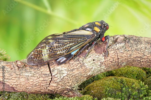 Cicada : Butterfly cicadas with broad multicolor wings. Blue butterfly-wings cicada (Distantalna splendida) is a cicada species from southeast Asia (Thailand, Myanmar and India) Symphony of forest.