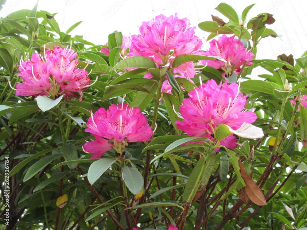 Obraz premium Springtime - Pink flowers